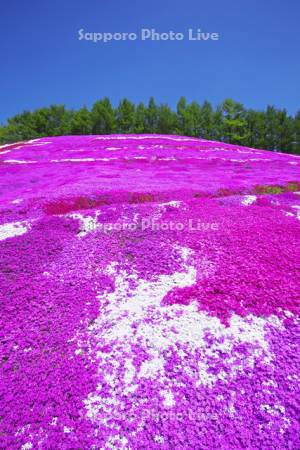 東藻琴芝桜公園