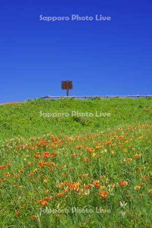 小清水原生花園