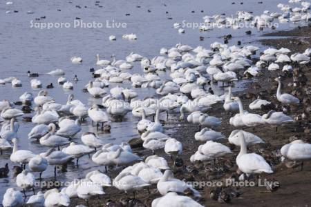 クッチャロ湖のハクチョウ