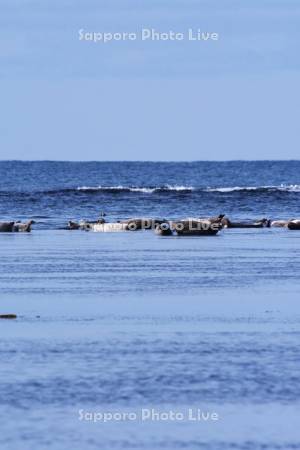 宗谷湾のゴマフアザラシ