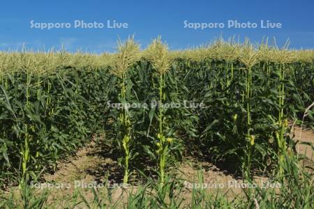トウモロコシ畑