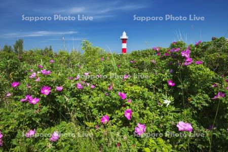 石狩灯台とハマナス