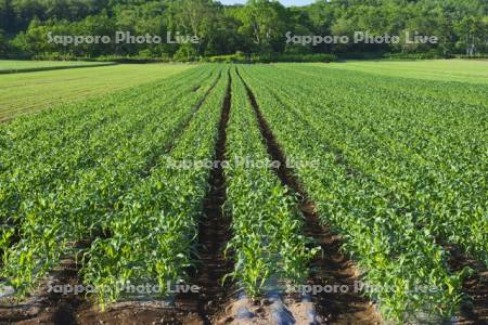 トウモロコシ畑
