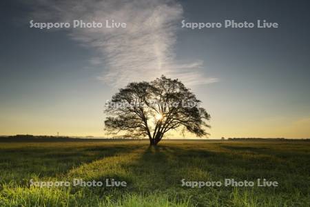 ハルニレの木の日の出
