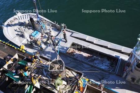 ウトロ漁港のサケの水揚げ作業