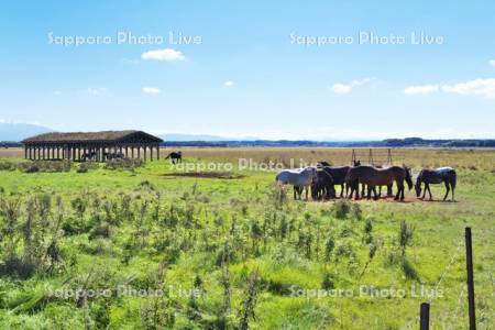 濤沸湖の馬の放牧