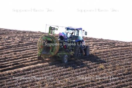ジャガイモの収穫とトラクター