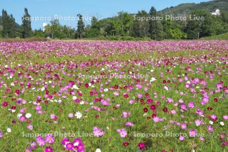 大曲湖畔園地のコスモス
