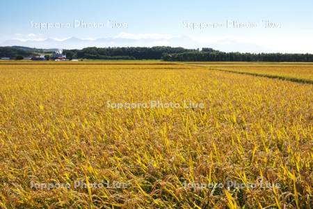 十勝岳連峰と水田（稲）