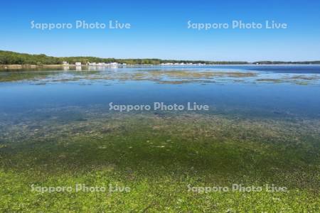 サンゴ岬の水生植物とサロマ湖