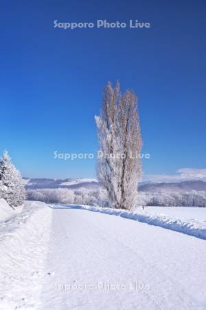 ケンとメリーの木と樹氷と道