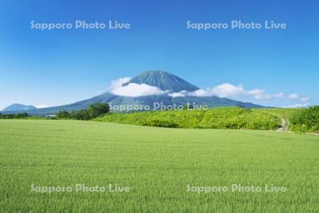 羊蹄山と麦畑