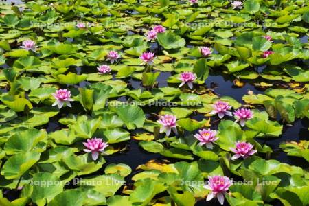 抜海霊園のスイレン