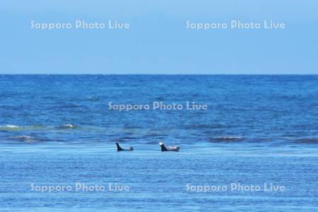 宗谷海峡とゴマフアザラシ