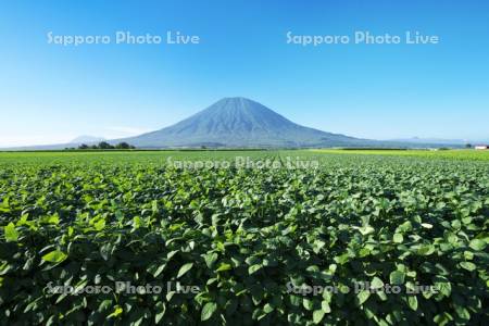 羊蹄山と大豆畑