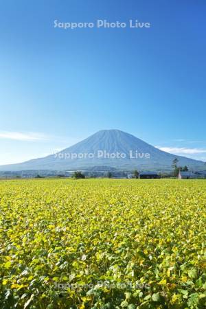 羊蹄山と豆畑