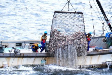 ホタテ漁