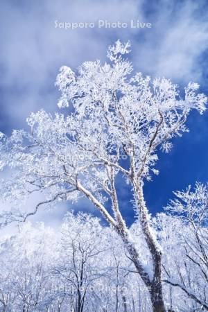オロフレ峠の樹氷