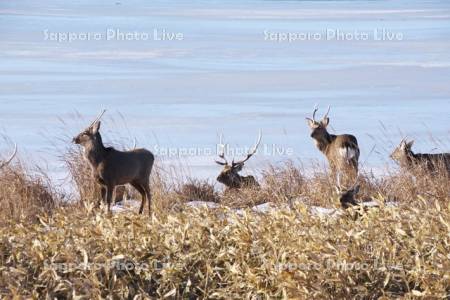 野付半島のエゾシカ