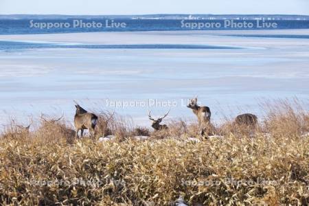野付半島のエゾシカ