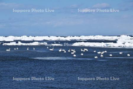 春国岱の流氷と白鳥