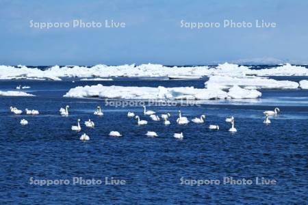 春国岱の流氷と白鳥と国後島