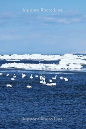 春国岱の流氷と白鳥と国後島