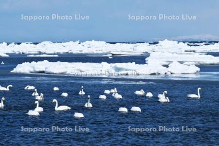 春国岱の流氷と白鳥と国後島