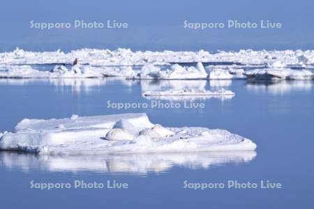 春国岱の流氷と白鳥
