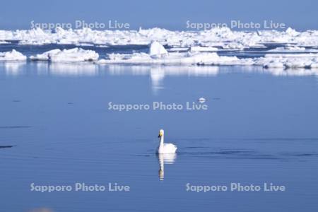 春国岱の流氷と白鳥