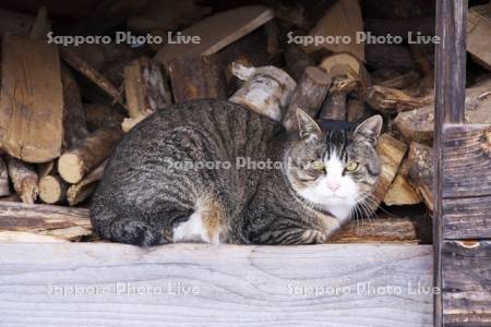 ネコと薪