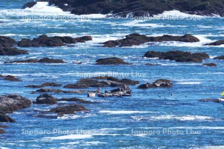 襟裳岬のゼニガタアザラシ