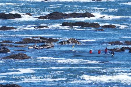 襟裳岬のゼニガタアザラシとコンブボートクルーズ