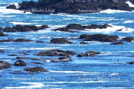 襟裳岬のゼニガタアザラシ