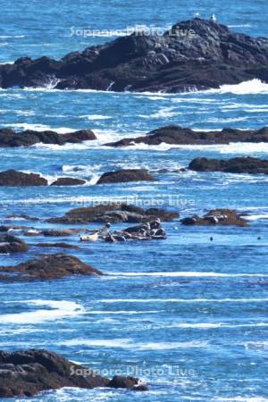 襟裳岬のゼニガタアザラシ