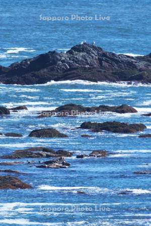 襟裳岬のゼニガタアザラシ