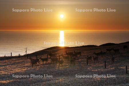 襟裳岬のエゾシカと日の出と太平洋