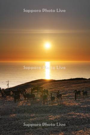 襟裳岬のエゾシカと日の出と太平洋