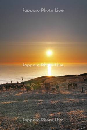 襟裳岬のエゾシカと日の出と太平洋