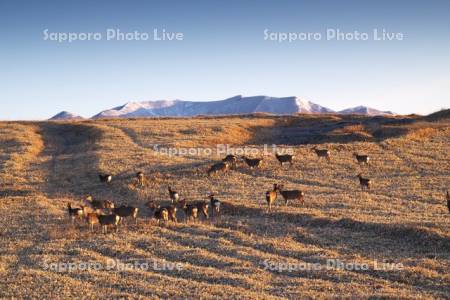 襟裳岬のエゾシカと豊似岳の朝