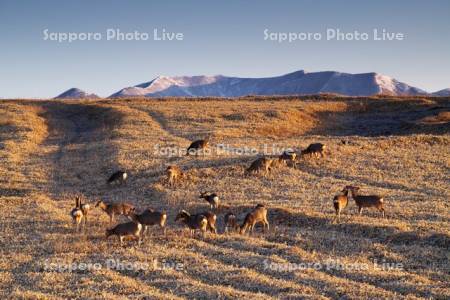 襟裳岬のエゾシカと豊似岳の朝