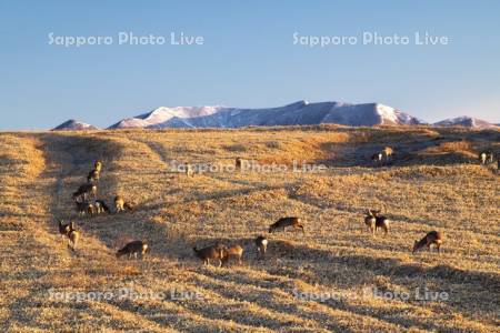 襟裳岬のエゾシカと豊似岳の朝
