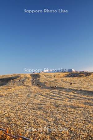 襟裳岬のエゾシカと豊似岳の朝