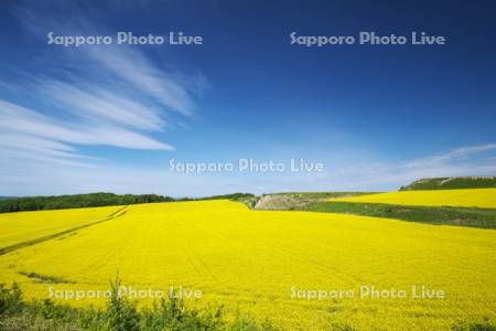 菜の花畑