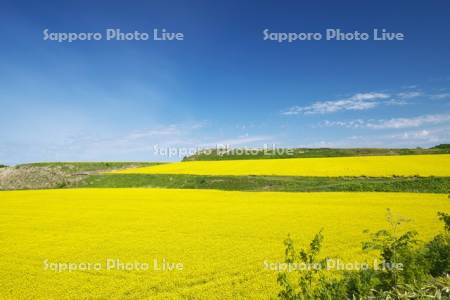 菜の花畑