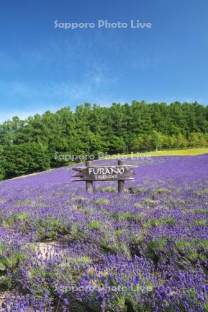ふらのぶどうヶ丘公園　ラベンダー