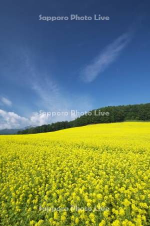 ふらのぶどうヶ丘公園　キガラシ（菜の花）