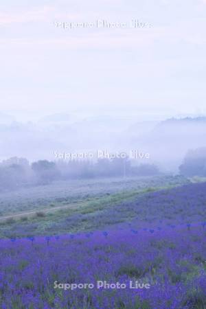 深山峠の朝霧とラベンダーオーナー園