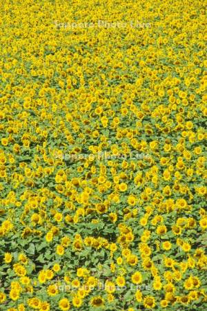 サンピラーパーク　ひまわり畑