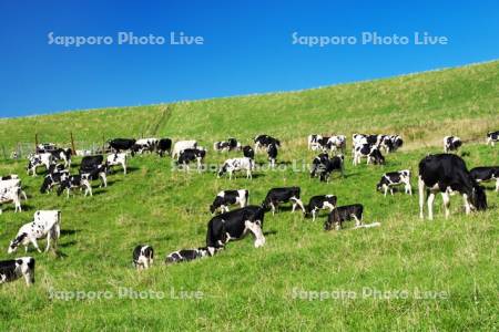 900草原のウシの放牧